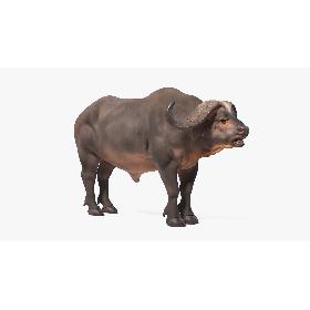 3D Cape Buffalo African Buffalo Rigged
